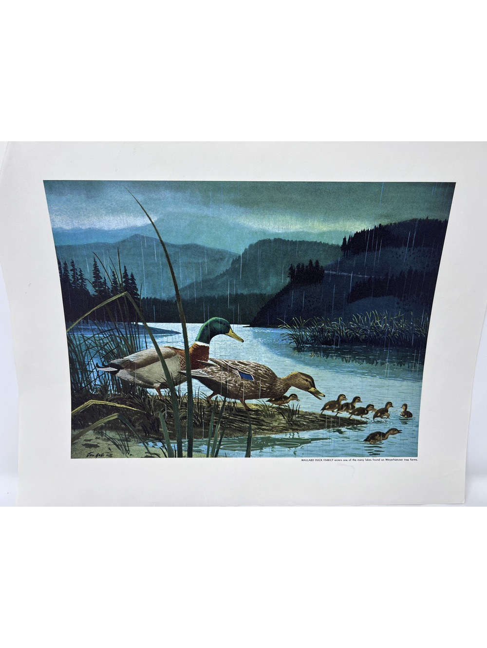 Vintage Mallard Duck Family Art Print